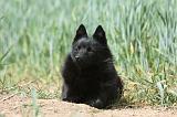 SCHIPPERKE 626